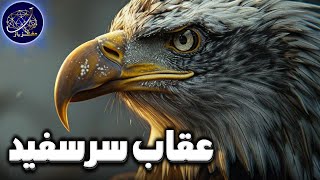 سفر به دنیای عقاب سر سفید