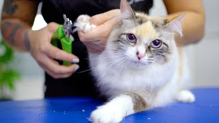 You will soon fall in love with the cute kitten.✂❤