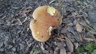 Returning To The Swamp After 3 Months - Its Overgrown With Weeds Now