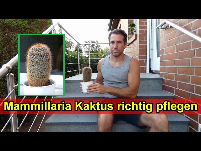 kaktus arten mit blättern Sägeblattkaktus | Epiphyllum anguliger main image 1