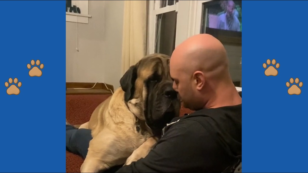 Мастиф весом 86 кг отказывается признавать жену своего хозяина — то, что она сделала дальше, вас ...