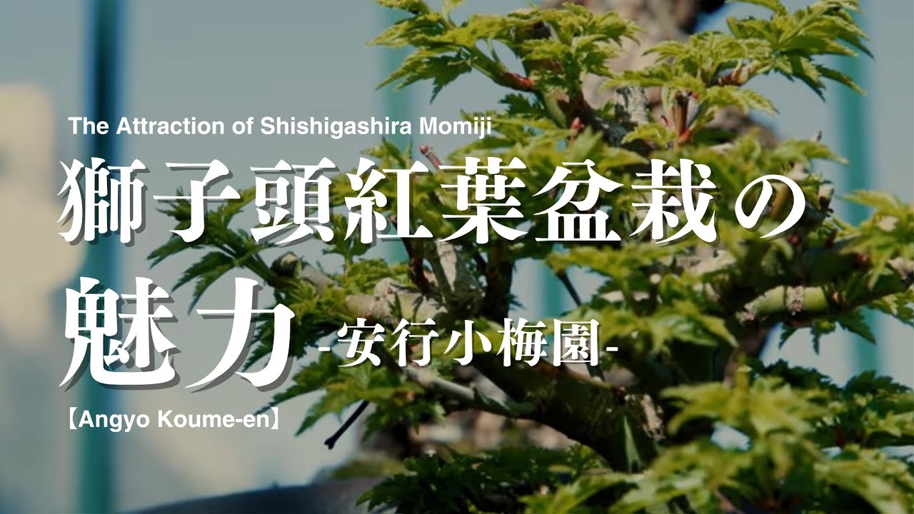 獅子頭もみじ盆栽の魅力 / 安行小梅園