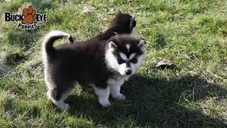 Siberian Husky Puppies Siberian Husky Puppies