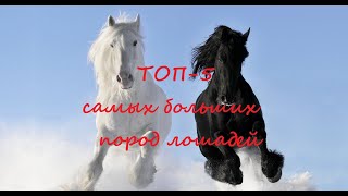 ТОП 5 - Самых больших пород лошадей