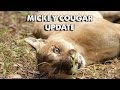 Daily Big Cat - Mickey Cougar Physical Therapy