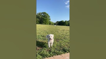 Thumbnail of my little hobbit from the shire, Georgie #pets #dogshorts #shorts