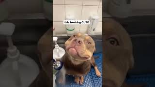 Best Funniest Animal Videos 2022 - Cute Cats  😹 and Funny Dogs 🐶