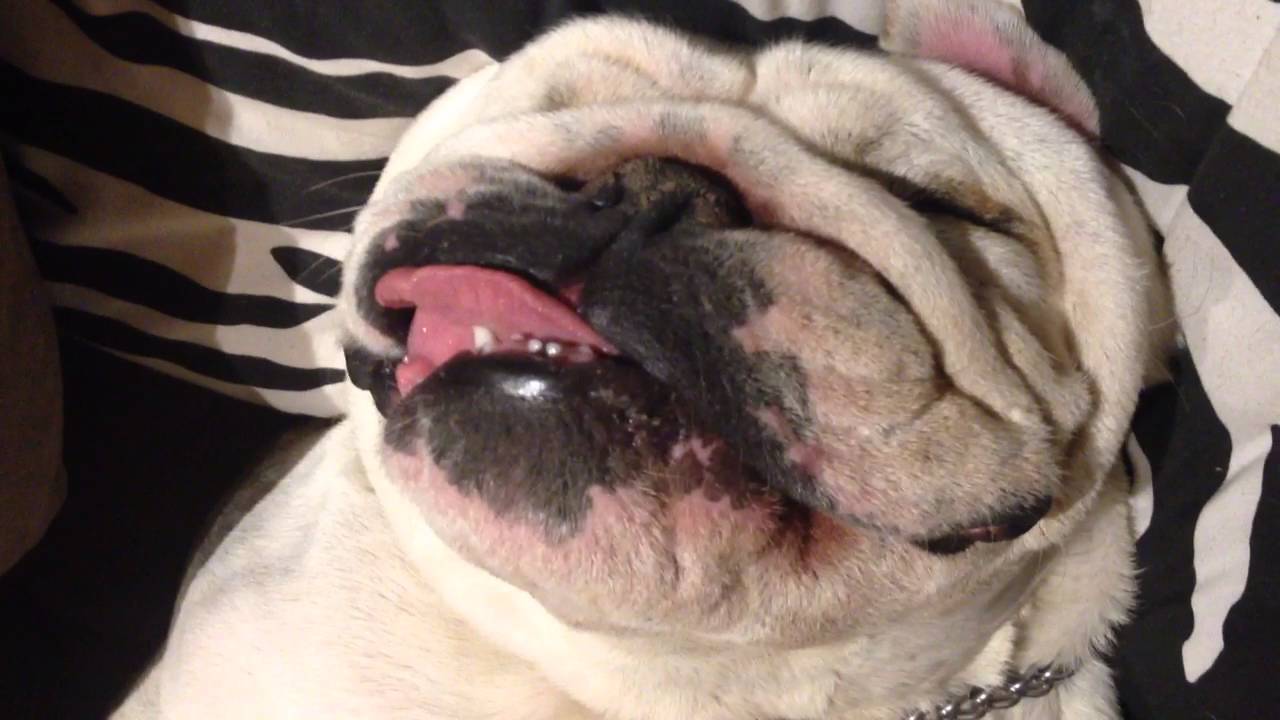 cost friendly vets near me