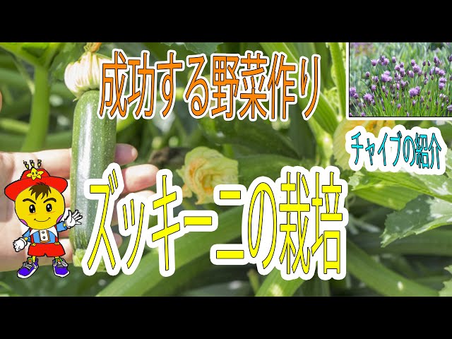 Natural Cultivation 14] Understand the characteristics of zucchini