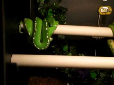 Meet Venom my Male Aru Green Tree Python