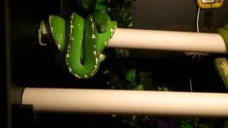 Meet Venom my Male Aru Green Tree Python