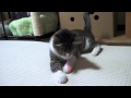 光線 vs 猫 - LED Pointer vs Cat -