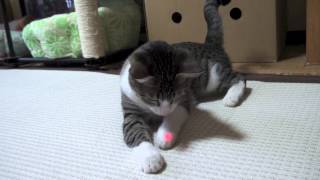 光線 vs 猫 - LED Pointer vs Cat -