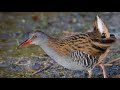 Wildlife Photography - Photographing the Water Rail