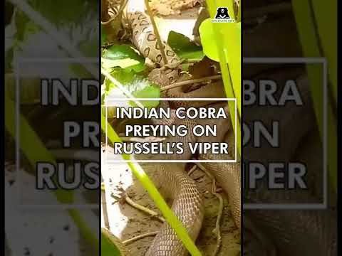 #IndianCobra seen swallowing #Russellsviper snake in Vadodara! #wildlifesos witnesses epic battle!