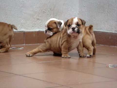 Awesome English bulldog puppies at www.mauiexpokennel.com call us @ 786-206-9330