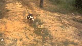 Pitucha Fazendo Pipi