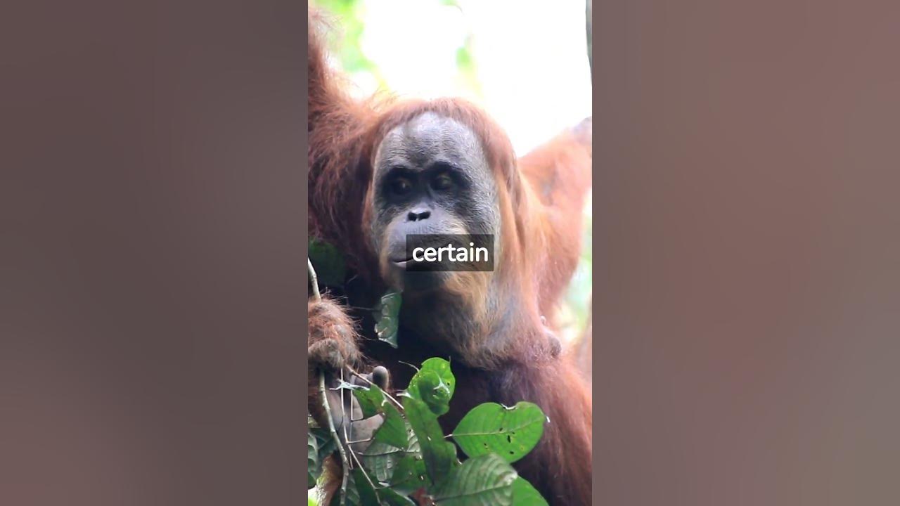 How Aggressive Are Orangutans #shorts - YouTube