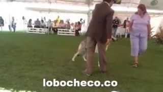 Perro Lobo Checoslovaco juzgado en Colombia por jueces Internacionales (4)