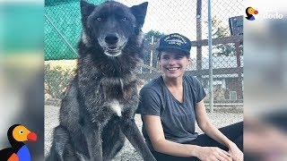 Rescue Wolfdog Finds A New Pack to Howl With  SARGE | The Dodo