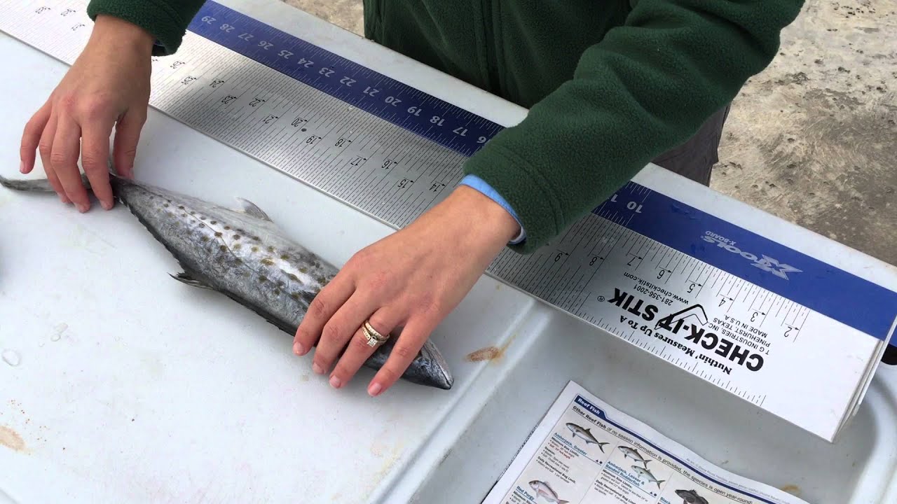 How to Measure a Fish 