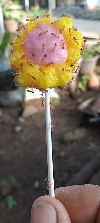 Why are there so many ants on my sunflower lollipop #shorts