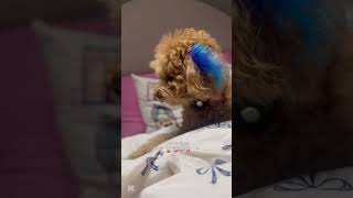 Yarinyilbasiiiyyyuzunmukisamivlogggg????