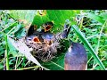 Amazing magic bird making nests and leaves  review birds news 