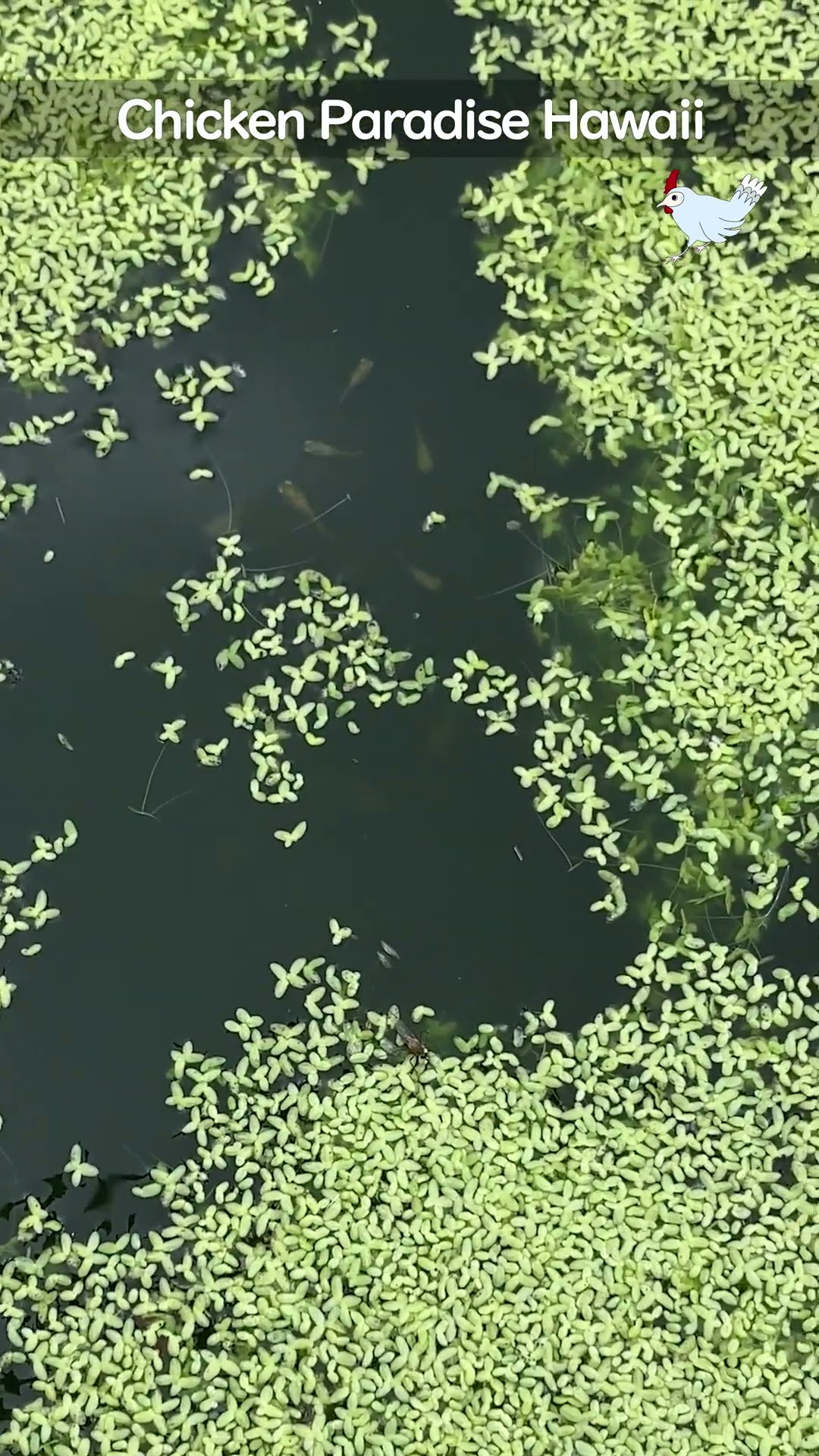 Baby guppies in the pond