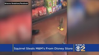 Great Video: A Squirrelly Steal! Furry Shoplifter Swipes Candy At Disney World Store