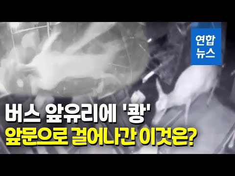 앞 유리 뚫고 날아든 사슴…&amp;#39;놀란 가슴&amp;#39; 버스 운전사 대처는? / 연합뉴스 (Yonhapnews)