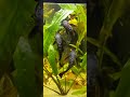 Guppys und Welse, Poecilia reticulata, Schwielenwelse, Hoplosternum thoracatum #guppy #guppyfish