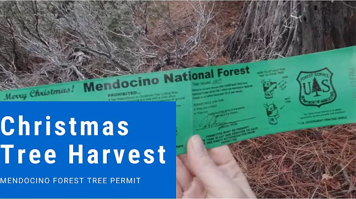 Our First Wild Christmas Tree Hunt