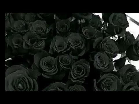 يا حلاوة احساسي