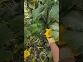 Harvesting pumpkin flowers fresh from the garden!✨🌼 #squashplantation #ytshorts