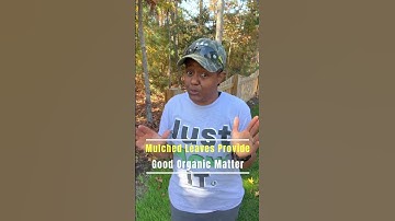 Using A Leaf Blower Saves My Back Some Pain vs Raking #shorts