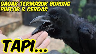 17 Kelebihan & Kekurangan Memelihara Burung Gagak