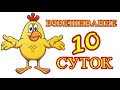 Цыплятам 10 дней на Маркорм ПК 5-1