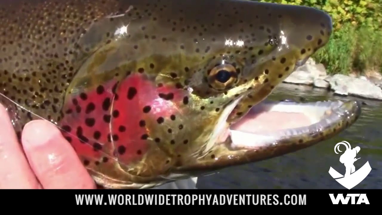 Kamchatka Peninsula World Class Rainbow Trout Fishing