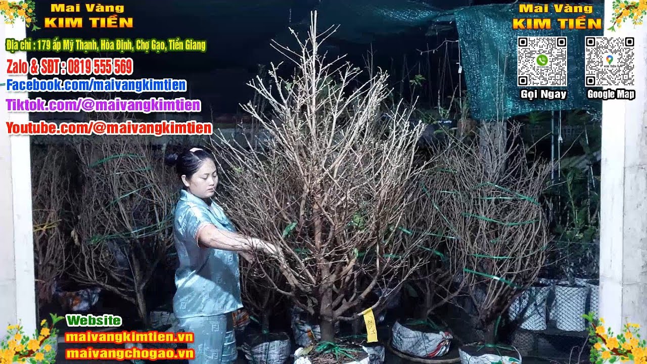 Mai Vàng Nhiều Nụ Đón Tết Bao Ship Toàn Quốc - Mai Vàng Kim Tiền Chợ Gạo