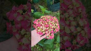 Июньский обзор моей дачи в Сочи(Адлерский район) часть 4