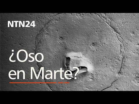 ¿Un oso en