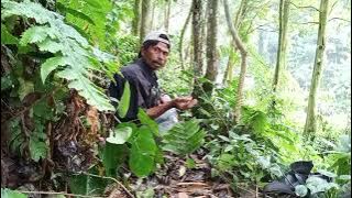 cara ngejebak burung ciung dengan jebakan sederhana