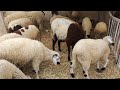 A Look At Sheep Prices At The Mnihla Livestock Market On The Bizerte Road 