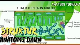 Struktur Anatomi Daun  || Anatomi organ #anatomitumbuhan