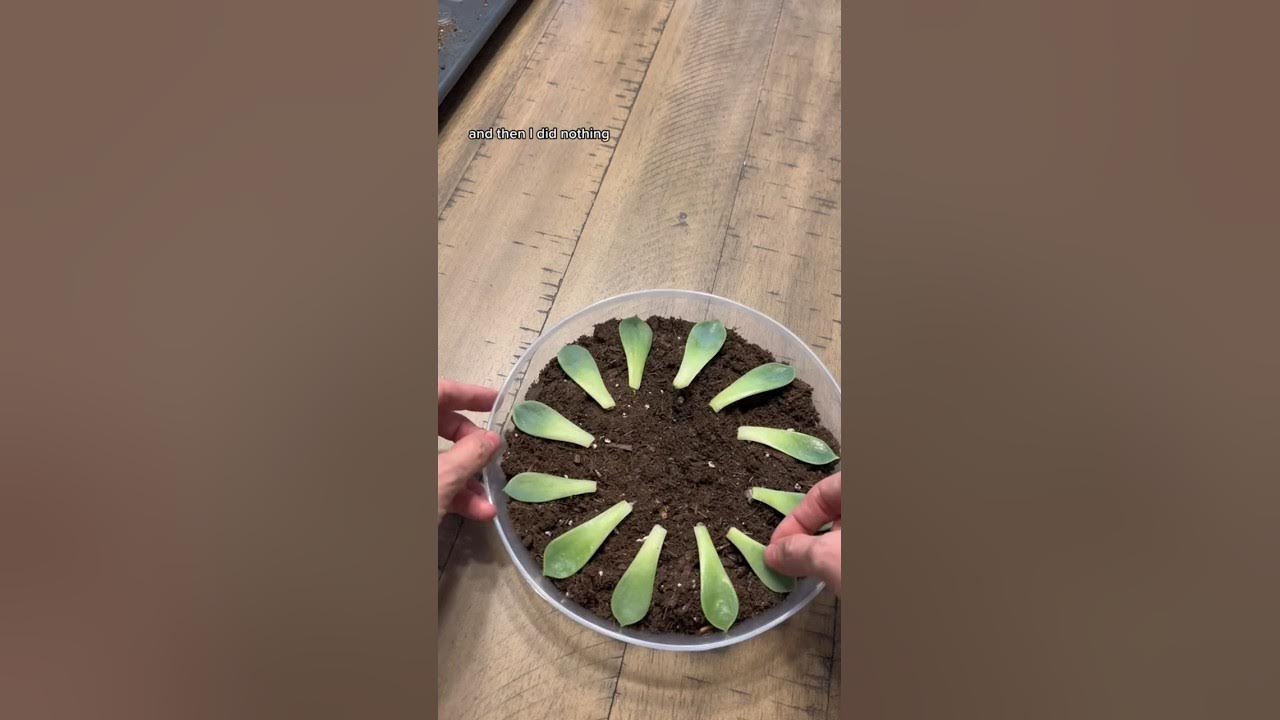 If you’re struggling with propagating you succulents leaves… #plantcare #succulents #planttips If you’re struggling with propagating you succulents leaves… #plantcare #succulents #planttips