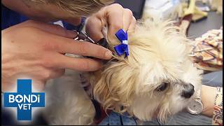 Last Chance For Rescue Dog With Agonisizing Infection | Bondi Vet