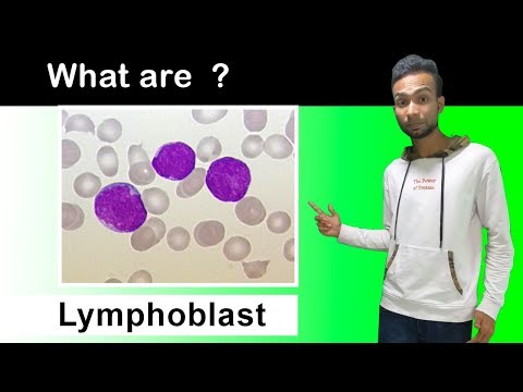 What are Lymphoblast Cells  ( Complete Overview )