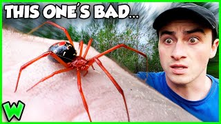 THIS is the Spider Bite to Worry About - The RED Widow (ft. @MichaelLDye )