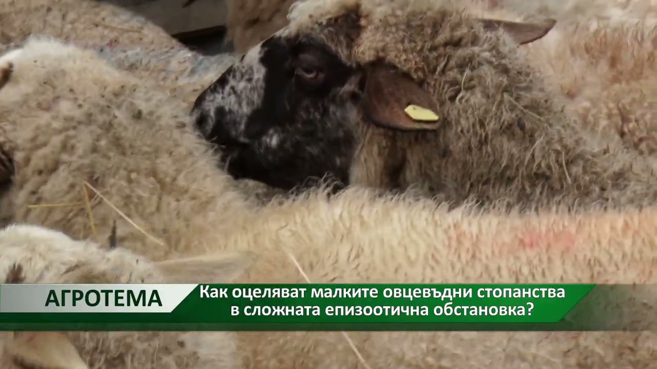 Агротема: Как оцеляват малките овцевъдни стопанства в сложната епизоотична обстановка?